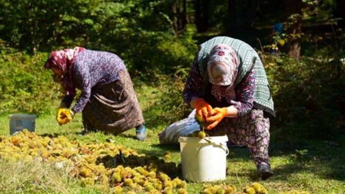 Kestane cep yakıyor: Kilosu 300 lira