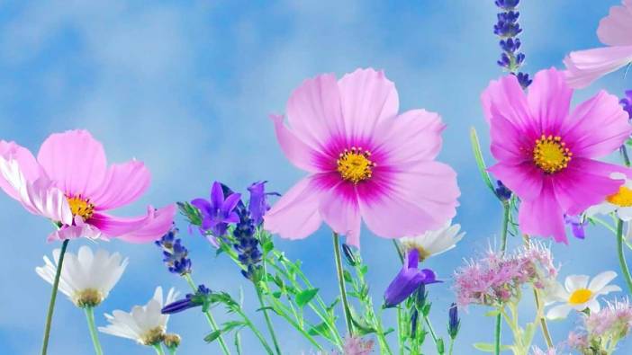 Rüyada çiçek görmek ne anlama gelir?