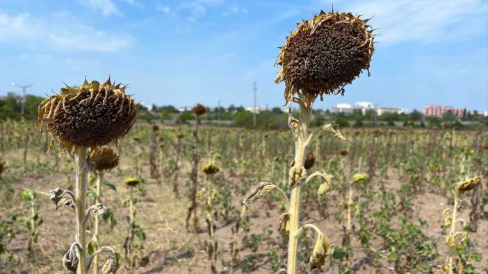 Trakya'da kuraklık ayçiçeği üretimini olumsuz etkiledi