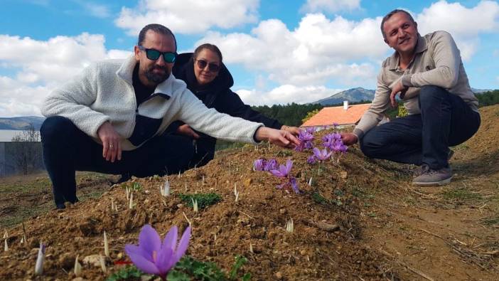 Kilosu 250 bin liradan satılacak olan safran çiçek açmaya başladı