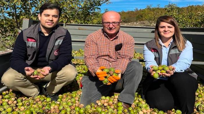 Kırklareli’nde ceviz hasadı devam ediyor