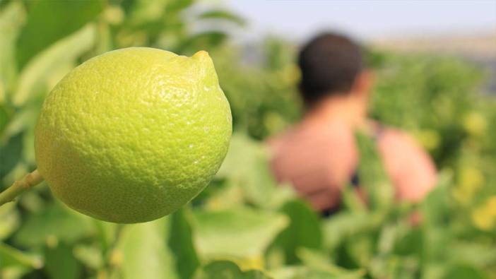 Üreticinin umudu depoluk limonda