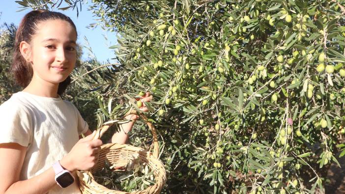 Enkaz kentte zeytin hasadı buruk başladı