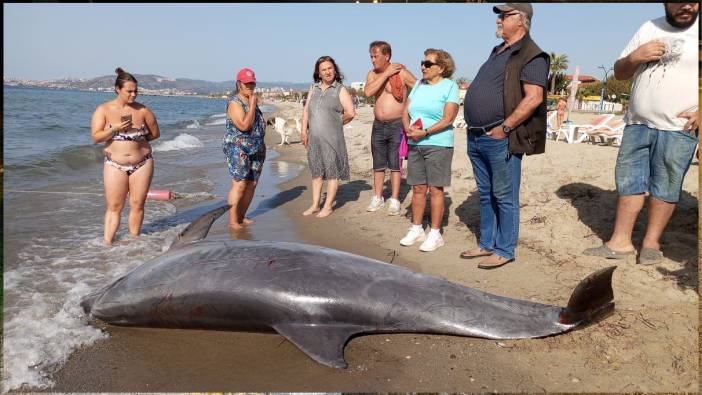 Kuşadası Körfezi'nde su yüzeyinde 'Afalina' türü yunus bulundu