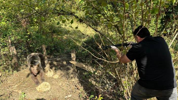 Bartın'da tuzağa düşen ayı kurtarıldı