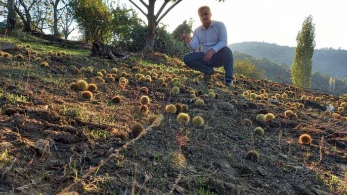 Manisa'da kestane hasadı başladı