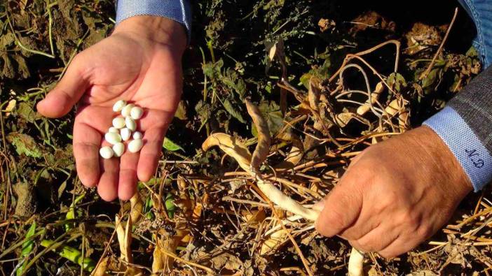 Şiddetli yağmur kuru fasulyeyi vurdu