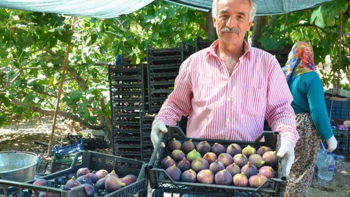 İncirde rekolte düştü, fiyat arttı