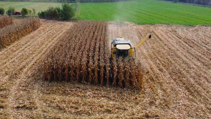 Iğdır’da dane mısır hasadı başladı