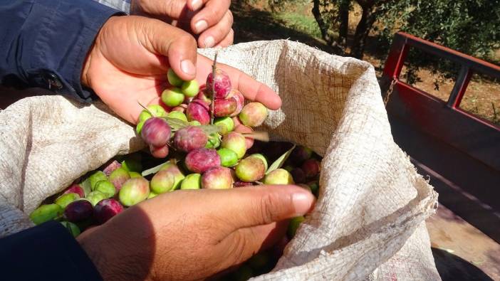 Mardin’de devam eden zeytin hasadında yüksek rekolte bekleniyor
