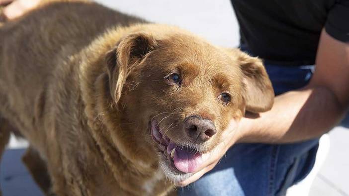 Dünyanın en yaşlı köpeğiydi: Bobi öldü