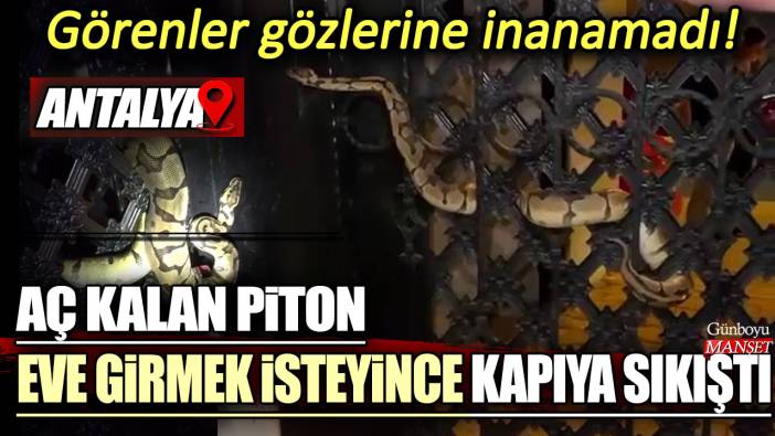 Görenler gözlerine inanamadı! Aç kalan piton eve girmek isteyince kapıya sıkıştı