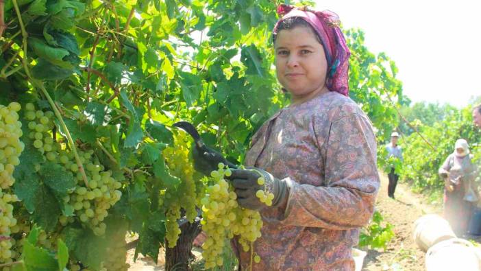 Sarıgöl’den günde 5 tır üzüm ihraç ediliyor