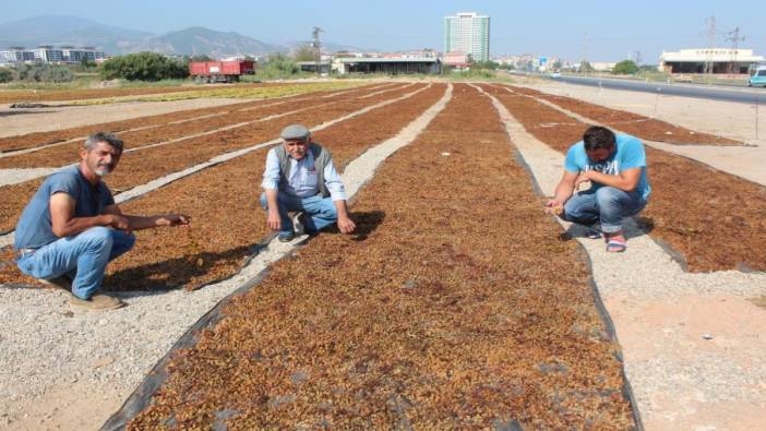 TARİŞ kuru üzüm alım fiyatını artırdı