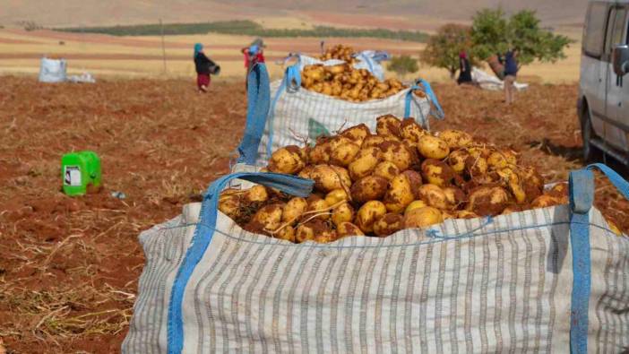 Malatya’da patates hasadı