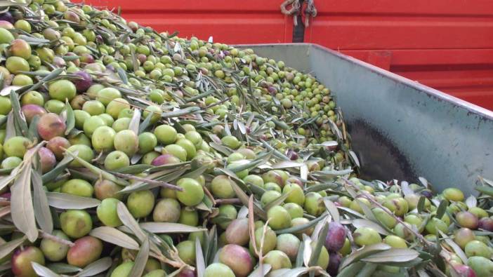 Muğla'da 600 dönümlük zeytin bahçesinde hasat yapıldı