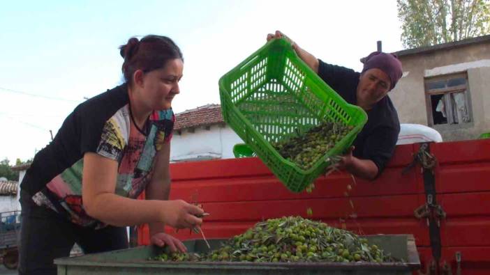 Balıkesir’de yeşil zeytin alımı başladı