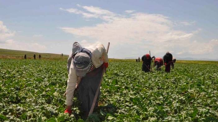 Pancar üreticilerine destek ödemesi hesaplara yatırıldı