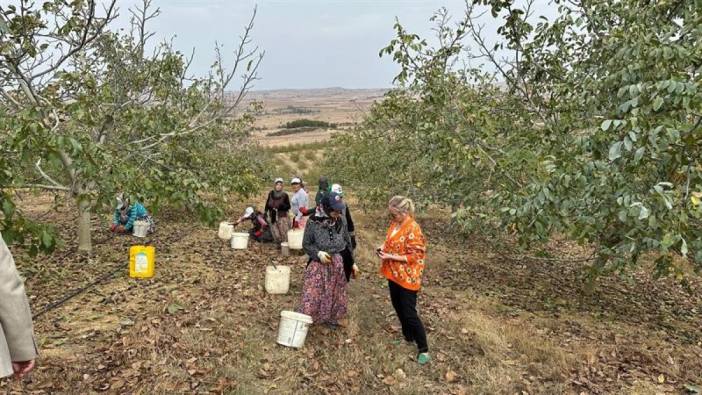 Tekirdağ'da ceviz hasadında yeni gelişme