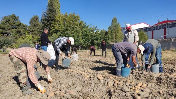 Niğde'de Leventbey patatesinin hasadı başladı