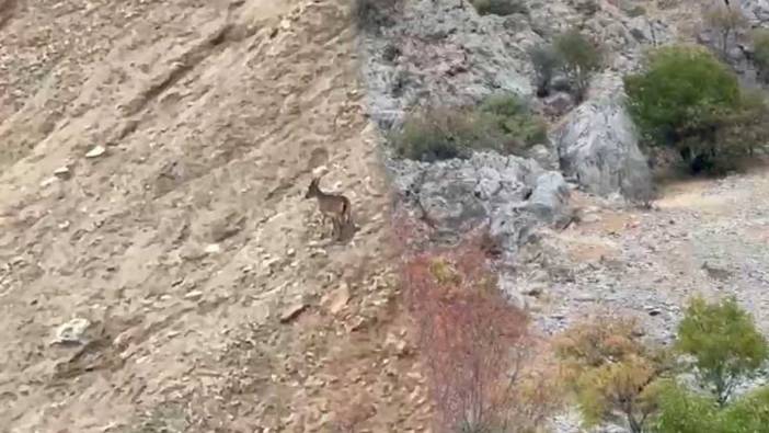 Malatya'da yaban keçileri sürü halinde görüntülendi