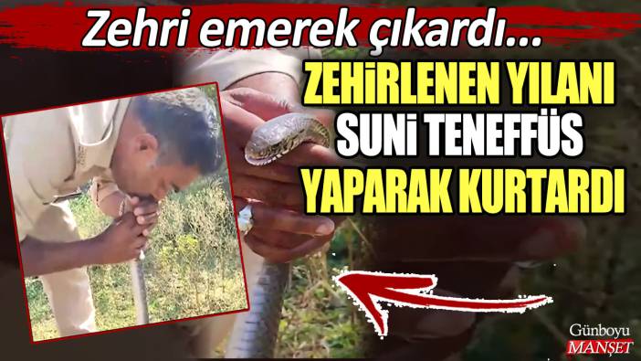 Zehirlenen yılanı suni teneffüs yaparak kurtardı! Zehri emerek çıkardı...