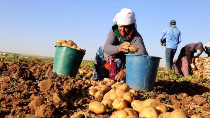 Nevşehir’de patates hasadı başladı