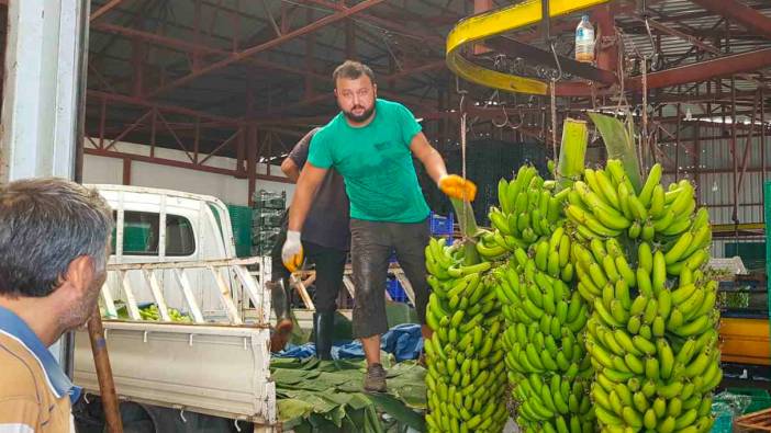 Alanya’da muz hasadı başladı