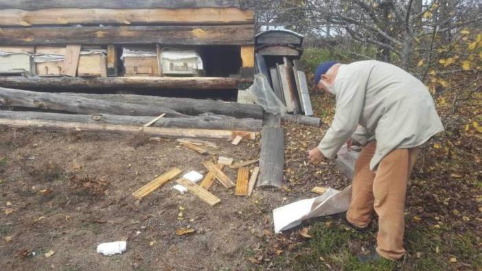 Kastamonu'da ayı dehşeti: Arı kovanlarını parçaladı