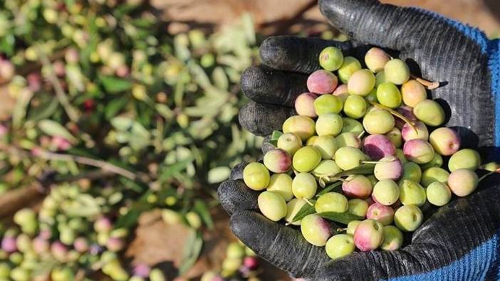 Marmarabirlik zeytin fiyatlarını güncelledi