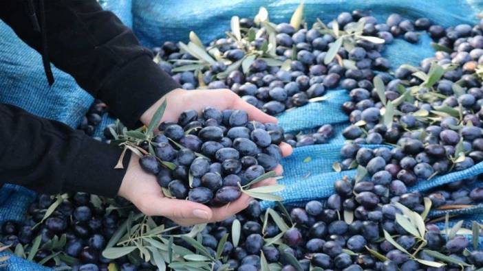 Marmarabirlik ürün alım fiyatlarını güncelledi