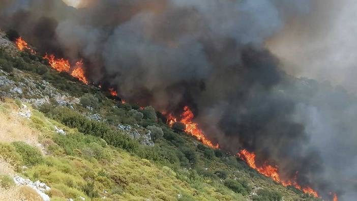 Muğla’da orman yangını