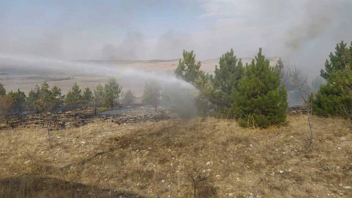 Çorum'da anız yangını ormana sıçradı