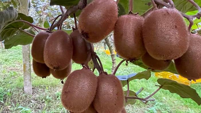 Ordu'da kivi hasadı başladı