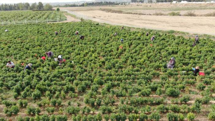 Deprem kentinde 'en acı' hasat