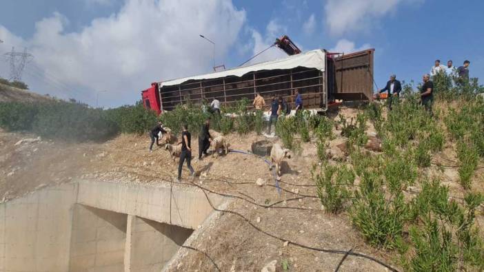 Şanlıurfa’da koyun yüklü tır devrildi!