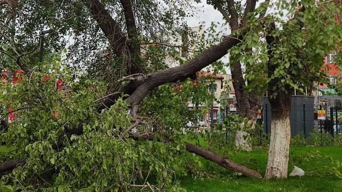 Keşan'da şiddetli rüzgar nedeniyle ağaçların dalları kırıldı