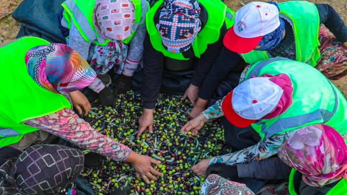 Zeytinin başkenti Burhaniye’de hasat zamanı