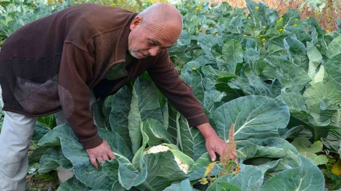 Deneme amaçlı karnabahar dikti, şimdi siparişlere yetişemiyor