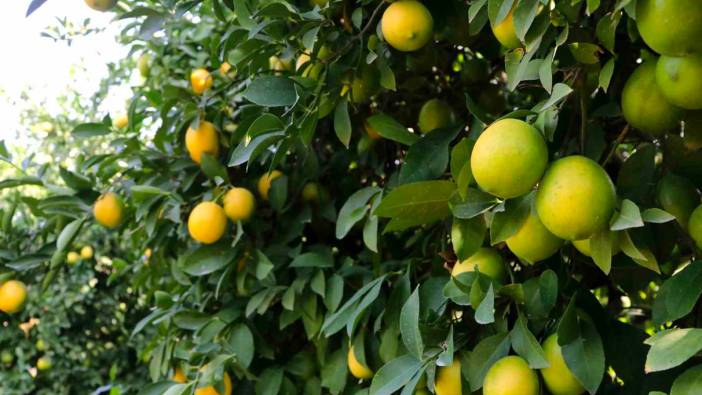 Limon dalında kaldı, üretici limonata çözümü bekliyor