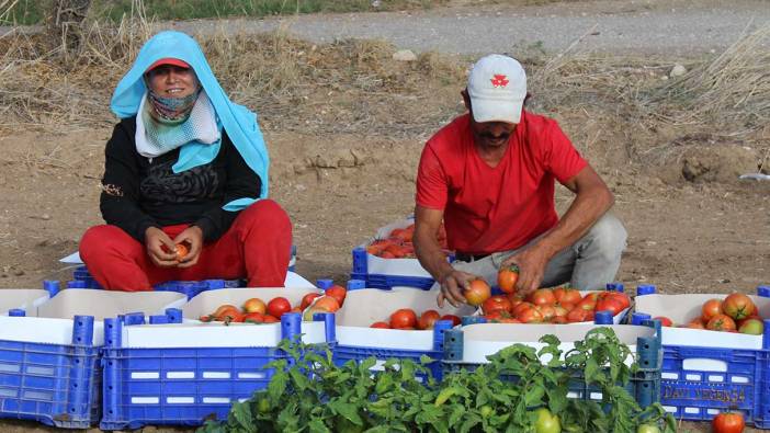 Datça'da güz domatesi hasadına başlandı