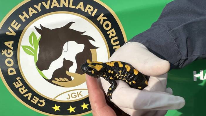 Kahramanmaraş'ta nesli tehdit altında olan "sarı benekli semender" görüldü