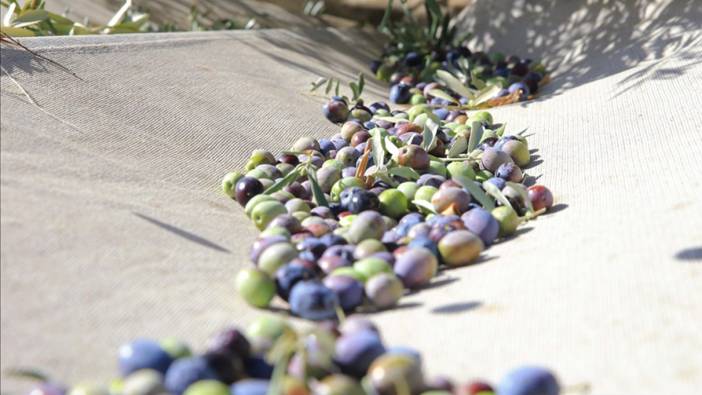 Muğla'da yetiştirilen zeytin ve zeytinyağı birçok ailenin geçim kaynağı