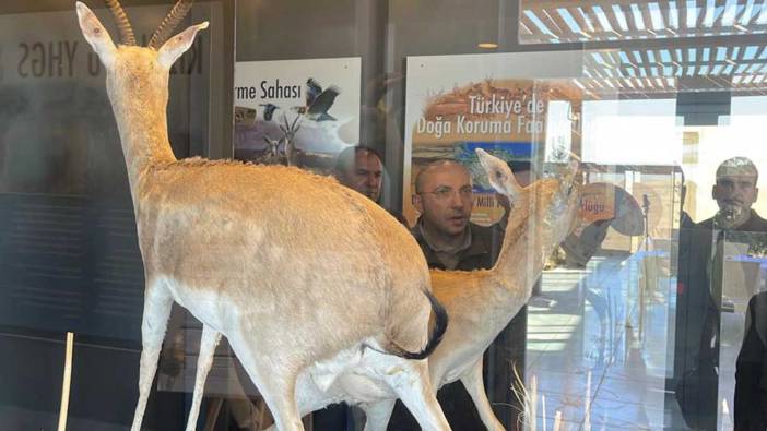 Şanlıurfa’da 20 ceylan, doğaya salındı