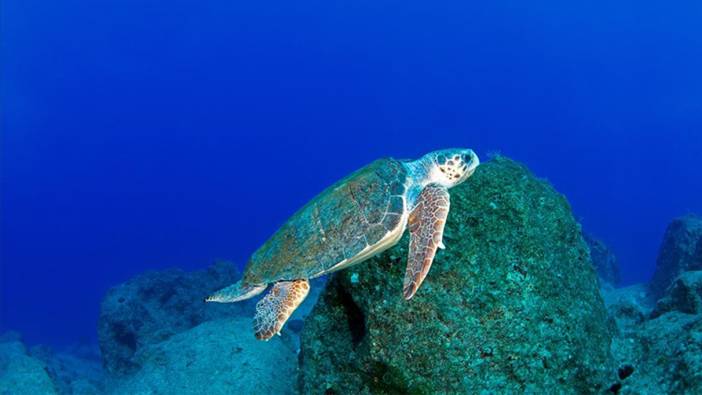 Denizlerde 28 bin kilometre yol kateden "Caretta Caretta Tuba"nın takip cihazı yenilenecek