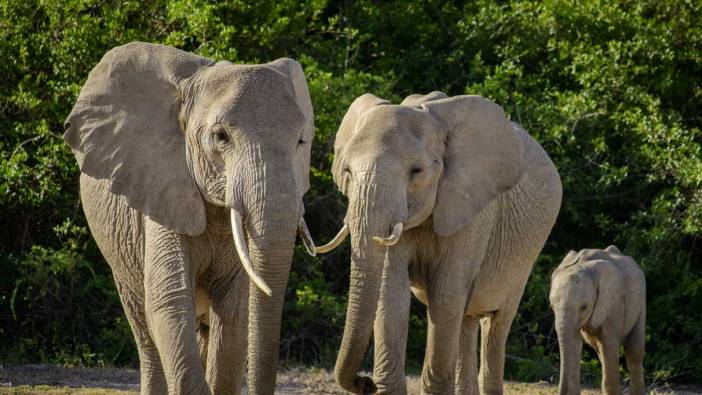 Rüyada fil görmek ne anlama gelir