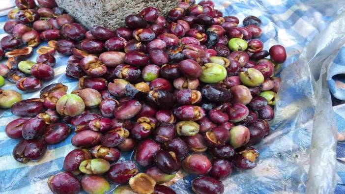 Balıkesir'de kırma zeytin hazırlıkları başladı