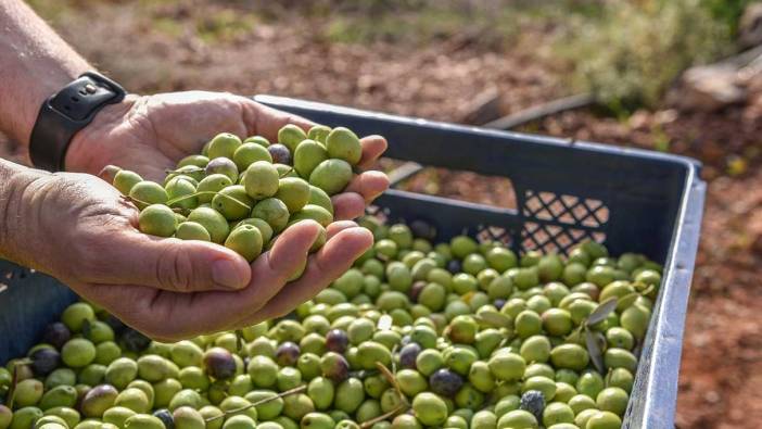 Kepez’de zeytin hasadı başladı