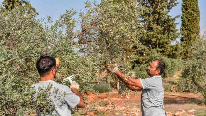 Kepez’den zeytin hasadı