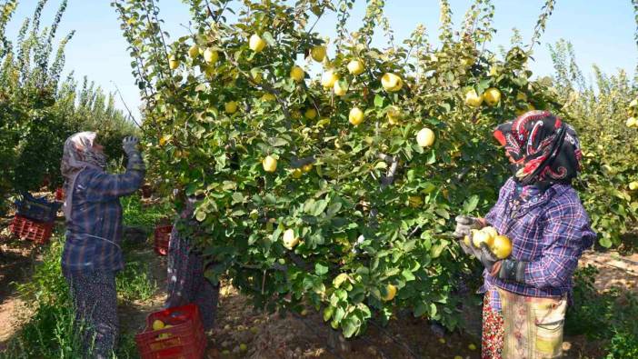 Türkiye ayva üretiminin yüzde 4’ü Denizli’de gerçekleşiyor